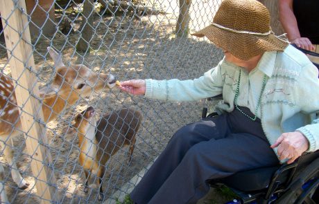woman in wheelchair feeding deer through a fence